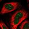 Ribosomal RNA Processing 36 antibody, PA5-65054, Invitrogen Antibodies, Immunofluorescence image 