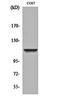 Isoleucyl-TRNA Synthetase 2, Mitochondrial antibody, orb161398, Biorbyt, Western Blot image 