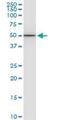 Enolase 1 antibody, H00002023-M04, Novus Biologicals, Western Blot image 