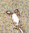 Annexin A5 antibody, 62-338, ProSci, Immunohistochemistry paraffin image 