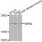 Histone Cluster 1 H1 Family Member A antibody, orb334657, Biorbyt, Western Blot image 