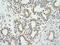 WD Repeat Domain 12 antibody, NBP1-53111, Novus Biologicals, Immunohistochemistry frozen image 
