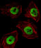 Upstream-binding protein 1 antibody, MBS9201829, MyBioSource, Immunofluorescence image 