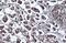 POU Class 5 Homeobox 1 antibody, NBP2-15053, Novus Biologicals, Immunohistochemistry paraffin image 