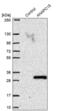 Anaphase Promoting Complex Subunit 15 antibody, PA5-57736, Invitrogen Antibodies, Western Blot image 