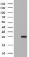 MOB Kinase Activator 3B antibody, TA501504, Origene, Western Blot image 