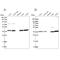 Pan-Endothelium Marker antibody, NBP1-88109, Novus Biologicals, Western Blot image 