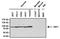 Heat Shock Transcription Factor 1 antibody, NB300-730, Novus Biologicals, Western Blot image 