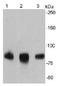 F-Box And Leucine Rich Repeat Protein 6 antibody, orb73833, Biorbyt, Western Blot image 