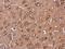 Collectin Subfamily Member 12 antibody, NBP2-15944, Novus Biologicals, Immunohistochemistry frozen image 