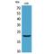 Interferon Lambda 1 antibody, LS-C387064, Lifespan Biosciences, Western Blot image 