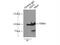 Eukaryotic Translation Elongation Factor 2 antibody, 20107-1-AP, Proteintech Group, Immunoprecipitation image 
