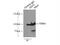 Elongation factor 2 antibody, 20107-1-AP, Proteintech Group, Immunoprecipitation image 