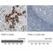 PDZ Domain Containing 1 antibody, NBP1-82573, Novus Biologicals, Immunohistochemistry paraffin image 