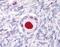 AD4BP antibody, NLS5534, Novus Biologicals, Immunohistochemistry frozen image 