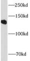 CD22 Molecule antibody, FNab10004, FineTest, Western Blot image 