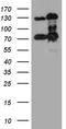 RAD21 Cohesin Complex Component antibody, LS-C792712, Lifespan Biosciences, Western Blot image 
