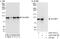 Tax1 Binding Protein 1 antibody, A303-792A, Bethyl Labs, Immunoprecipitation image 