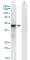 CDC42 Effector Protein 4 antibody, MA5-21509, Invitrogen Antibodies, Western Blot image 