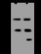 Calsequestrin 2 antibody, 200479-T42, Sino Biological, Western Blot image 