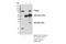 Tudor Domain Containing 3 antibody, 5942S, Cell Signaling Technology, Immunoprecipitation image 