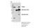 Tudor domain-containing protein 3 antibody, 5942S, Cell Signaling Technology, Immunoprecipitation image 