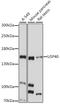 Ubiquitin Specific Peptidase 40 antibody, A15856, ABclonal Technology, Western Blot image 