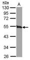 Tubulin Beta 4B Class IVb antibody, GTX115403, GeneTex, Western Blot image 