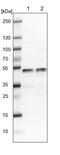 LIM Domain Binding 1 antibody, PA5-56948, Invitrogen Antibodies, Western Blot image 