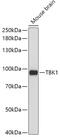 TANK Binding Kinase 1 antibody, GTX33343, GeneTex, Western Blot image 