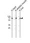 Cryptochrome Circadian Regulator 2 antibody, LS-C100383, Lifespan Biosciences, Western Blot image 