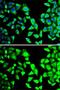 Eukaryotic Translation Initiation Factor 3 Subunit H antibody, GTX65925, GeneTex, Immunofluorescence image 