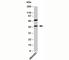 Autophagy Related 4B Cysteine Peptidase antibody, N1211-100UG, NSJ Bioreagents, Western Blot image 