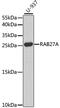 RAB27A, Member RAS Oncogene Family antibody, MBS126323, MyBioSource, Western Blot image 