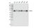 Lamin A/C antibody, 86846S, Cell Signaling Technology, Western Blot image 