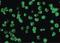 Death Associated Protein Kinase 3 antibody, LS-B557, Lifespan Biosciences, Immunofluorescence image 