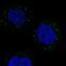 TRAF3 Interacting Protein 3 antibody, PA5-59302, Invitrogen Antibodies, Immunofluorescence image 