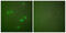 Cyclin Dependent Kinase Inhibitor 2A antibody, abx013162, Abbexa, Western Blot image 