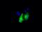 Death Associated Protein Kinase 2 antibody, MA5-25084, Invitrogen Antibodies, Immunocytochemistry image 
