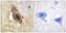 Small RNA Binding Exonuclease Protection Factor La antibody, PA5-38816, Invitrogen Antibodies, Immunohistochemistry frozen image 