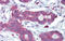 Homeobox A5 antibody, 25-505, ProSci, Immunohistochemistry frozen image 