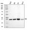 Calponin 2 antibody, A08680-2, Boster Biological Technology, Western Blot image 