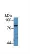 Periostin antibody, MBS2002843, MyBioSource, Western Blot image 