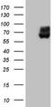 Pyruvate Kinase M1/2 antibody, LS-C337121, Lifespan Biosciences, Western Blot image 