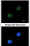 RAD51 Recombinase antibody, PA5-27195, Invitrogen Antibodies, Immunofluorescence image 