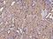 Pterin-4 Alpha-Carbinolamine Dehydratase 2 antibody, 200622-T08, Sino Biological, Immunohistochemistry frozen image 