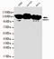 Heterogeneous Nuclear Ribonucleoprotein U antibody, LS-C178255, Lifespan Biosciences, Western Blot image 