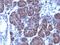 Golgi Glycoprotein 1 antibody, MBS438610, MyBioSource, Immunohistochemistry frozen image 
