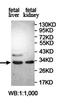Phytanoyl-CoA Dioxygenase Domain Containing 1 antibody, orb78053, Biorbyt, Western Blot image 