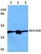 Serologically Defined Colon Cancer Antigen 8 antibody, A06824, Boster Biological Technology, Western Blot image 